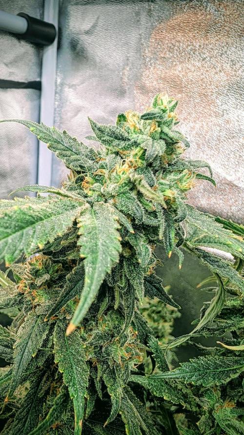 SmartGrow2025. Week 16 - Smart Growing 