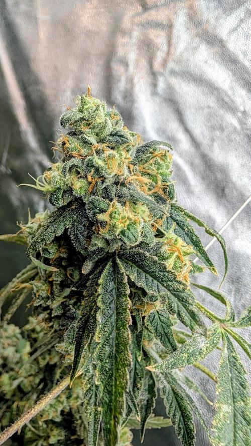 SmartGrow2025. Week 16 - FastBuds Indor Deutsch 