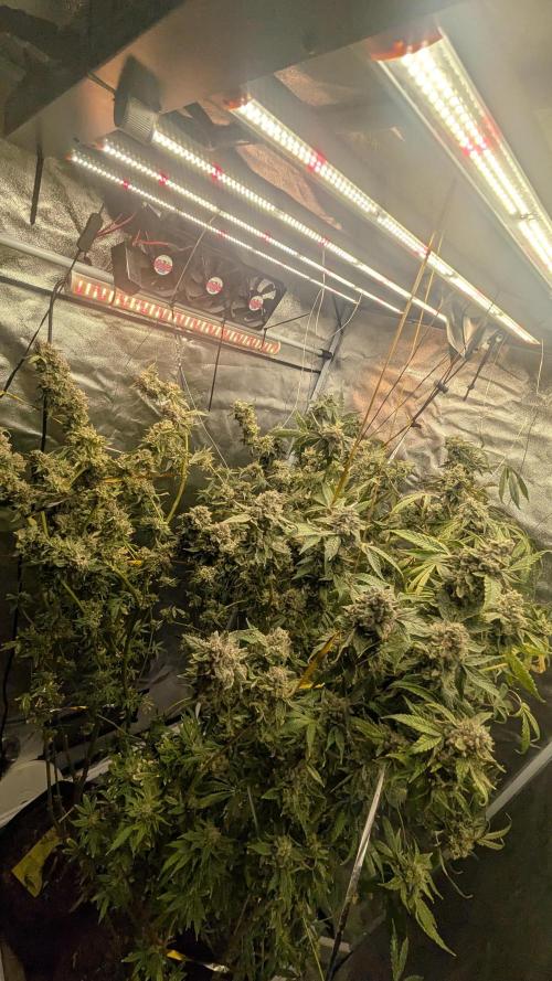 SmartGrow2025. Week 16 - Deutsch 