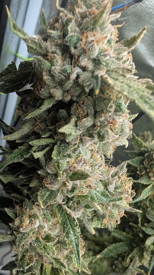 SmartGrow2025. Week 16