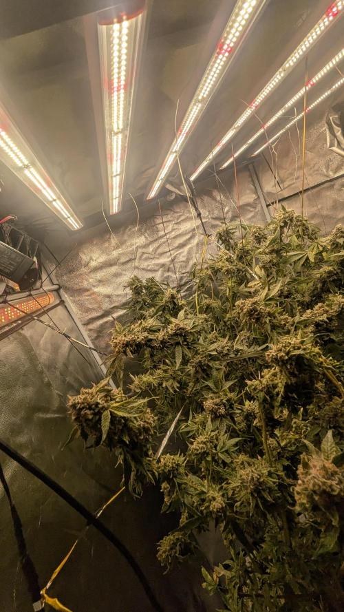 SmartGrow2025. Week 16 - ART