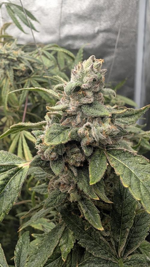 SmartGrow2025. Week 16 - ART