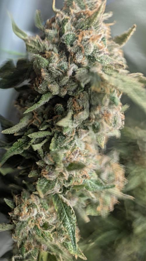 SmartGrow2025. Week 16 - ART