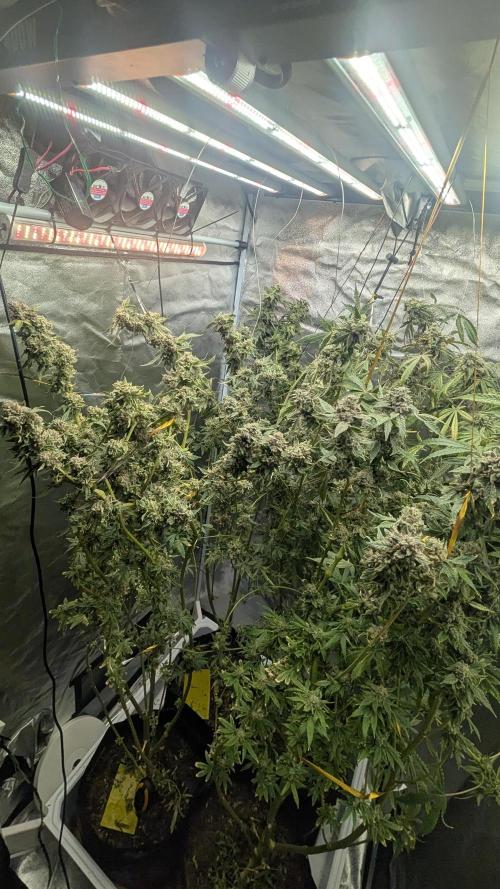 SmartGrow2025. Week 16 - ART