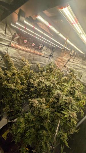 Comment by DeutschFarming2025 photo #1