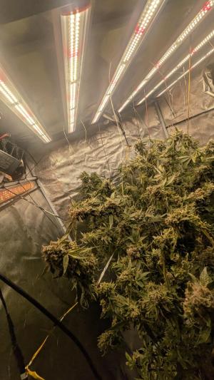 Comment by DeutschFarming2025 photo #2