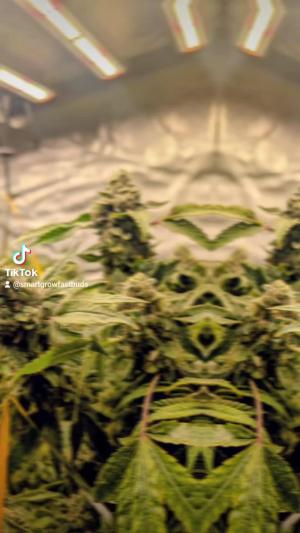 Comment by DeutschFarming2025 photo #3