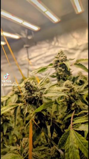 Comment by DeutschFarming2025 photo #4