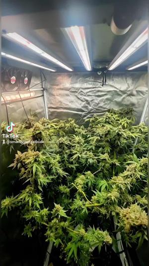 Comment by DeutschFarming2025 photo #2