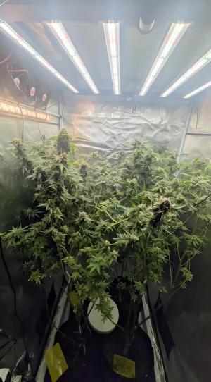 Comment by DeutschFarming2025 photo #1