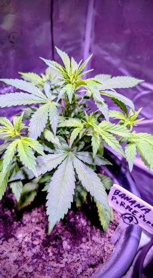 Comment by DeutschFarming2025 photo #3