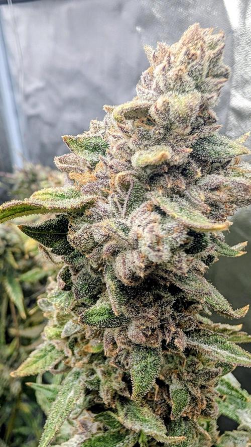 SmartGrow2025. Week 17 - Lemon Cherry Runtz und Papayton und Biscotto.FastBuds