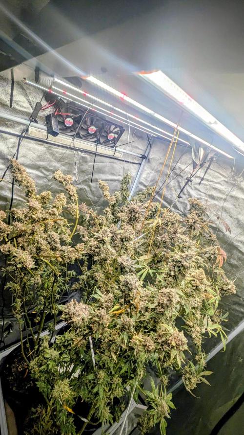 SmartGrow2025. Week 17 - Lemon Cherry Runtz und Papayton und Biscotto.FastBuds