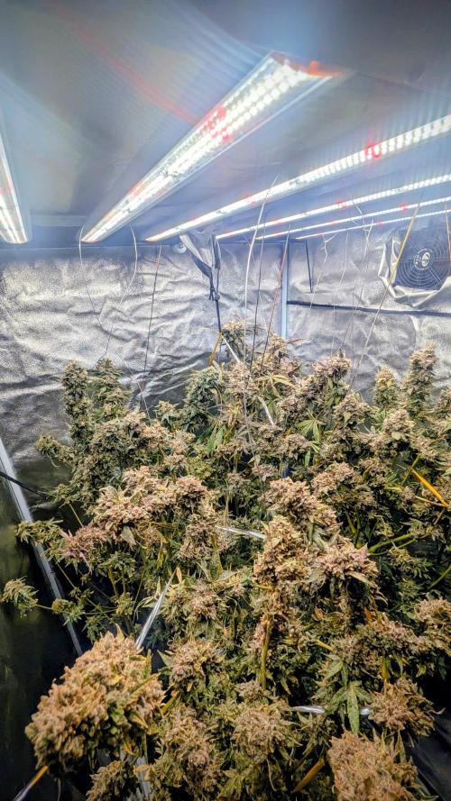 SmartGrow2025. Week 17 - Lemon Cherry Runtz und Papayton und Biscotto.FastBuds