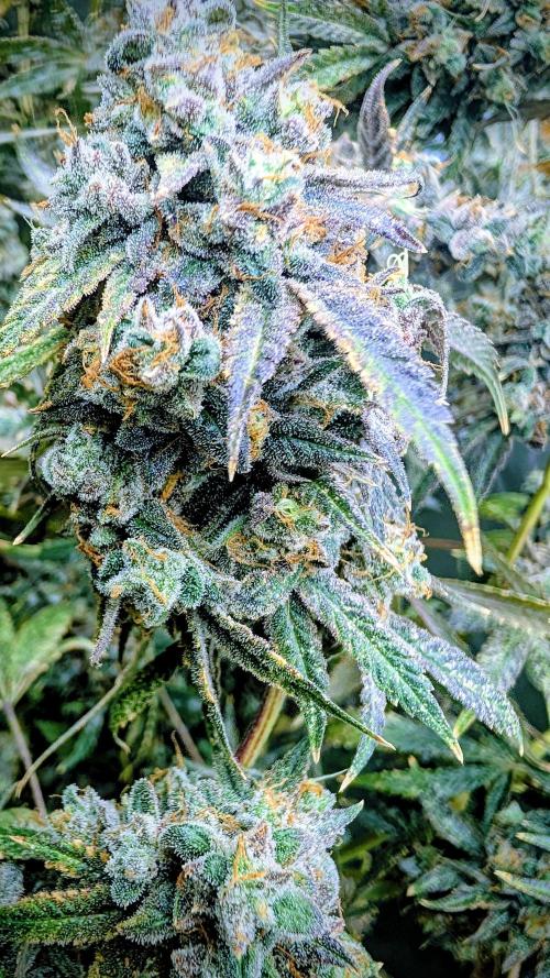 SmartGrow2025. Week 17 - Lemon Cherry Runtz und Papayton und Biscotto.FastBuds