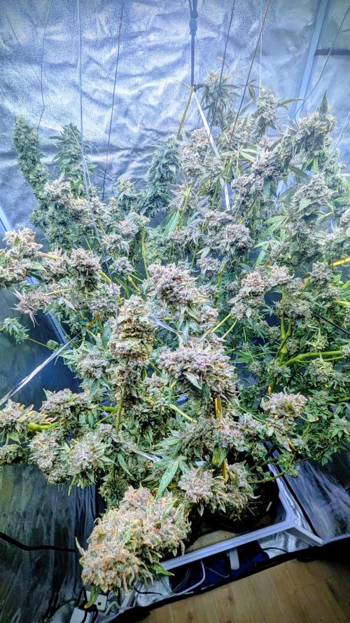 SmartGrow2025. Week 17