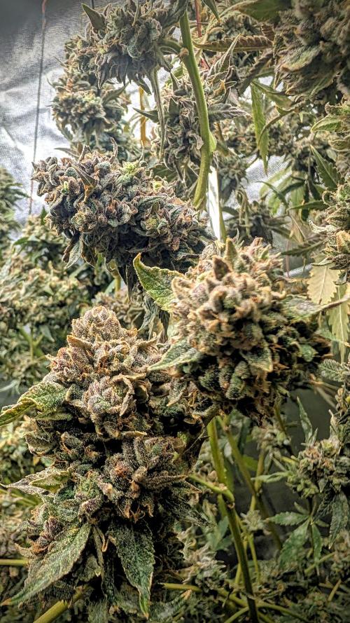 SmartGrow2025. Week 17