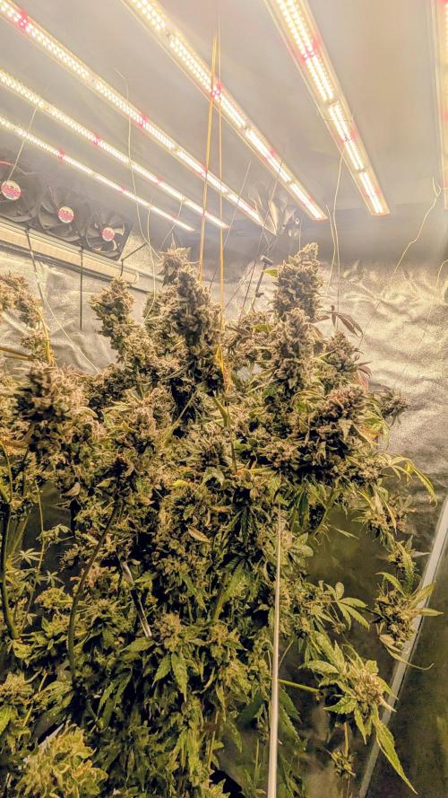 SmartGrow2025. Week 17