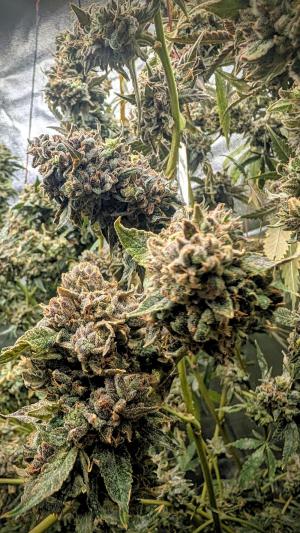 Comment by DeutschFarming2025 photo #1