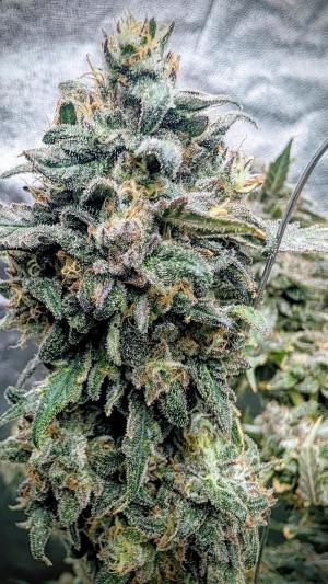 Comment by DeutschFarming2025 photo #3