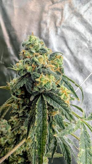 Comment by DeutschFarming2025 photo #1