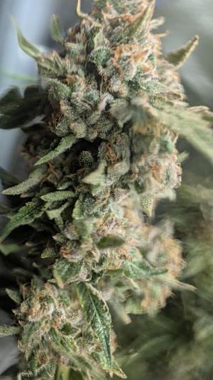 Comment by DeutschFarming2025 photo #3