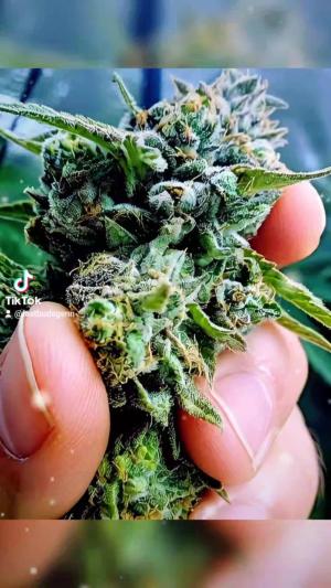 Comment by DeutschFarming2025 photo #2