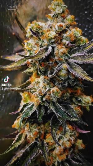 Comment by DeutschFarming2025 photo #3