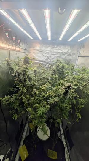 Comment by DeutschFarming2025 photo #3