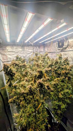 Comment by DeutschFarming2025 photo #4