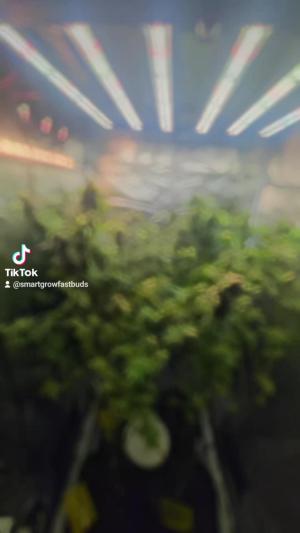 Comment by DeutschFarming2025 photo #4