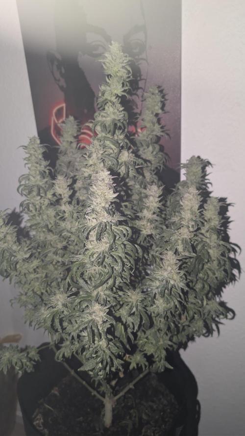 SmartGrow2025. Week 17