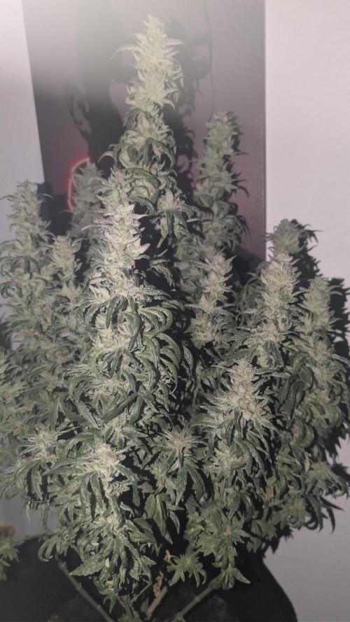 SmartGrow2025. Week 17