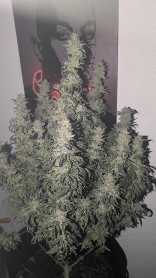 SmartGrow2025. Week 17