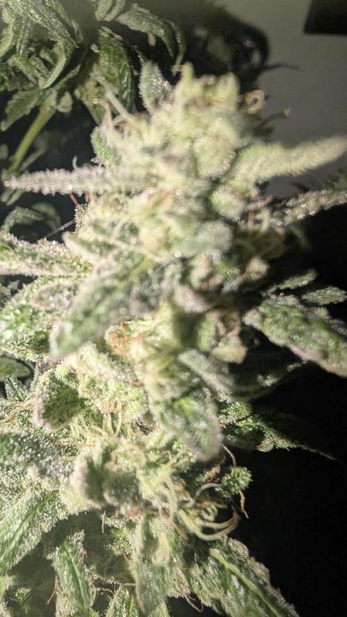 SmartGrow2025. Week 17