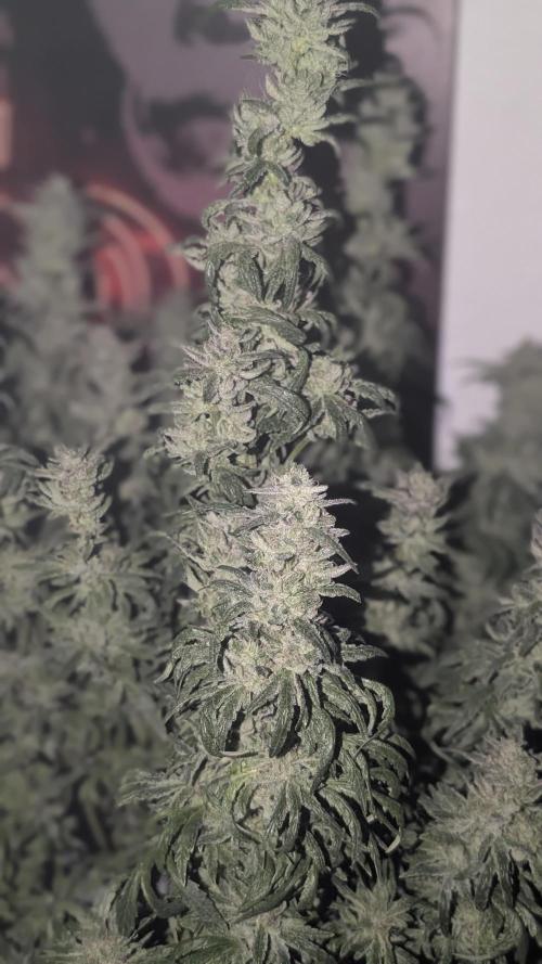 SmartGrow2025. Week 17