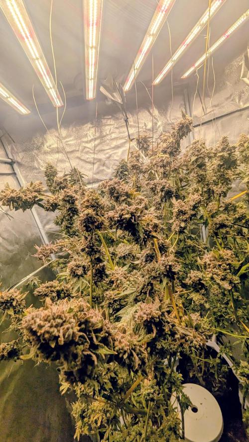 SmartGrow2025. Week 18 - Fotos vor der Ernte, aber noch nicht trocken.🍓🍓🍓