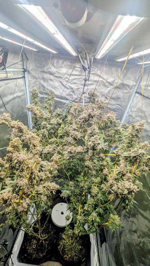 SmartGrow2025. Week 18 - 🍓🍓🍓🍓