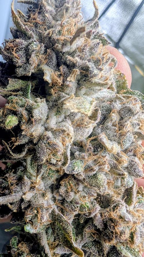 SmartGrow2025. Week 18 - 🍓🍓🍓