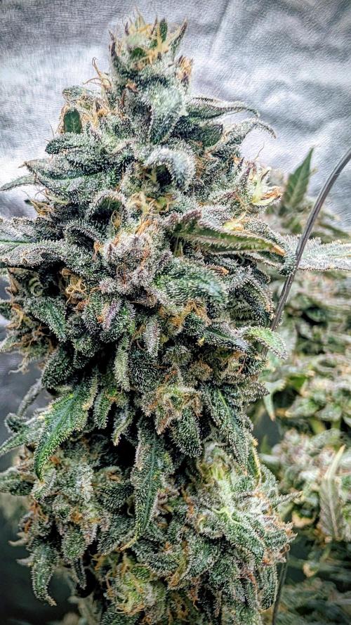 SmartGrow2025. Week 18 - 🍓🍓🍓