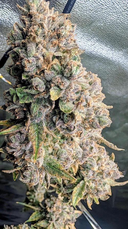 SmartGrow2025. Week 18 - 🍓🍓