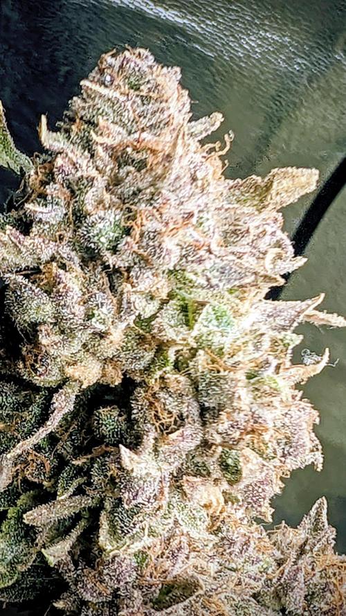 SmartGrow2025. Week 18 - 🍓🍓