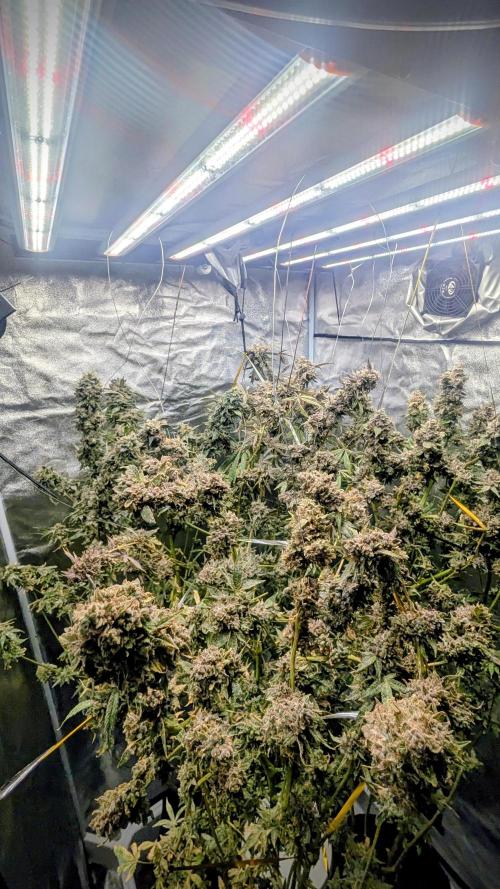 SmartGrow2025. Week 18 - 🍓🍓🍓