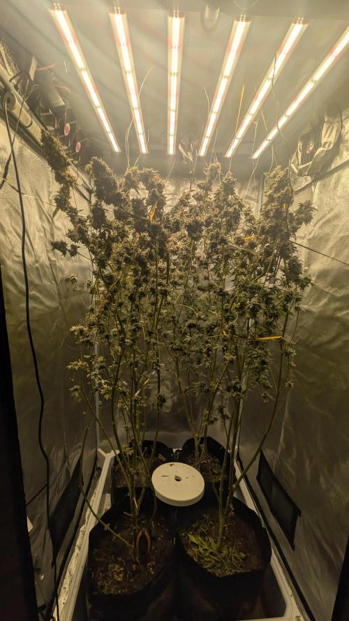 SmartGrow2025. Week 18 - Fotos vor der Ernte, aber noch nicht trocken.