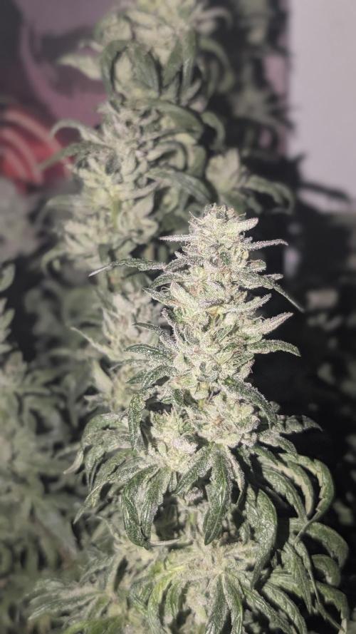 SmartGrow2025. Week 18 - 🍓