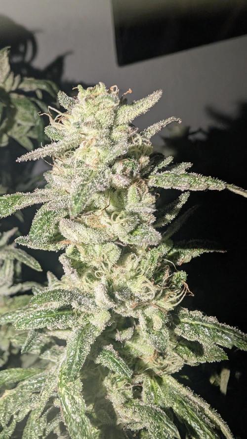 SmartGrow2025. Week 18 - 🍓