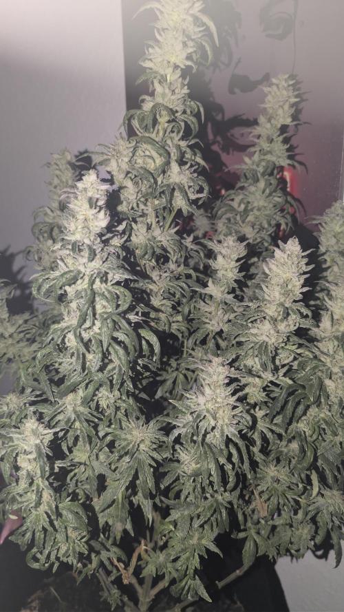 SmartGrow2025. Week 18