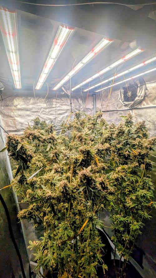 SmartGrow2025. Week 18 - 🍓🍓