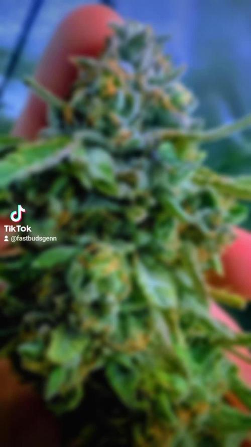 SmartGrow2025