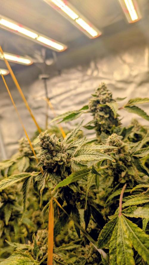 SmartGrow2025. Week 18 - 🍓